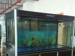 深圳最大的魚缸配送商家 森森、格池水族，一站式水族工程與花鳥魚蟲服務