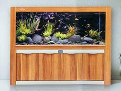 魚(yú)缸定制的魚(yú)缸定制重出擊 打造專屬水族箱，價(jià)格、廠家與專業(yè)解析